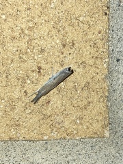 Fissicrambus mutabilis