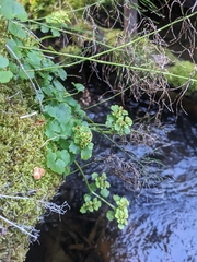 Chrysosplenium tetrandrum