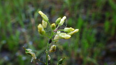 Camelina microcarpa