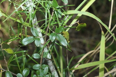 Jasminum didymum