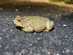 Incilius alvarius