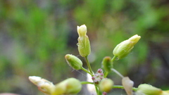 Camelina microcarpa