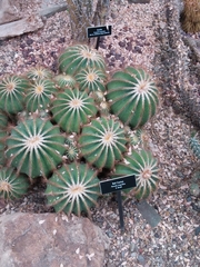 Parodia magnifica