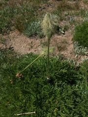 Pulsatilla occidentalis