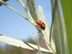 Cryptocephalus