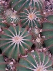 Parodia magnifica