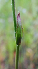 Camelina microcarpa