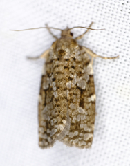 Choristoneura fumiferana