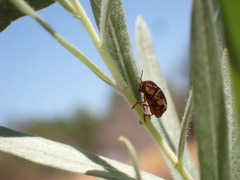Cryptocephalus