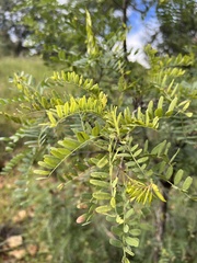 Eysenhardtia orthocarpa