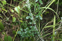 Jasminum didymum