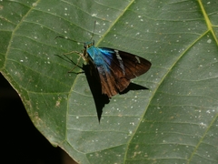 Astraptes fulgerator