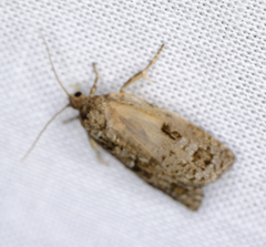 Choristoneura fumiferana