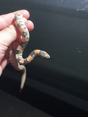 Rhinocheilus lecontei