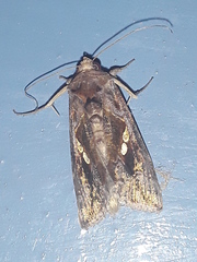 Chrysodeixis