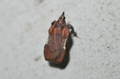 Galasa nigrinodis