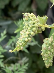 Daktulosphaira vitifoliae