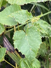 Daktulosphaira vitifoliae