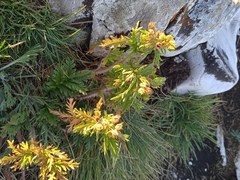 Potentilla longifolia