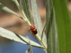 Cryptocephalus