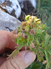 Potentilla longifolia