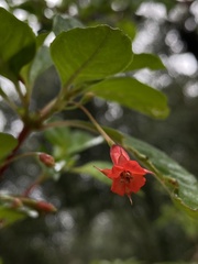 Fuchsia fulgens