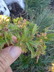 Potentilla longifolia