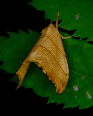 Drepana bilineata