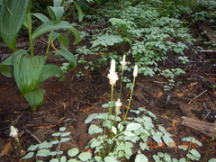 Sanguisorba canadensis