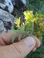 Potentilla longifolia