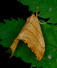 Drepana bilineata