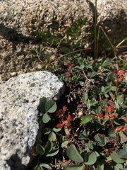 Sibbaldia procumbens