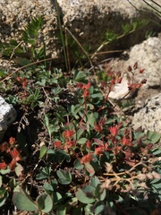 Sibbaldia procumbens