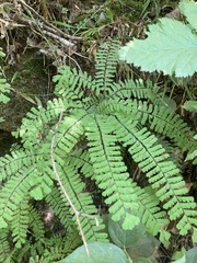 Adiantum aleuticum