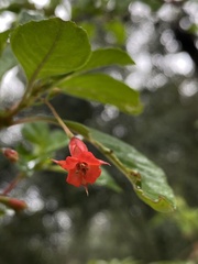 Fuchsia fulgens