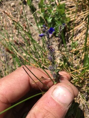 Veronica cusickii