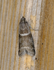 Acrobasis tricolorella