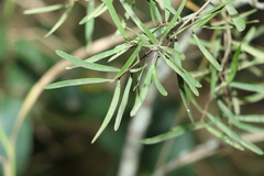 Denhamia cunninghamii