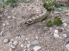 Heterodon nasicus