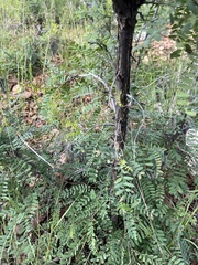 Eysenhardtia orthocarpa