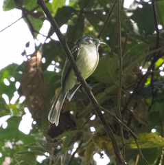 Pogonotriccus ophthalmicus