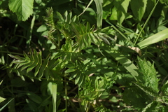 Polemonium caeruleum