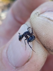 Camponotus vagus
