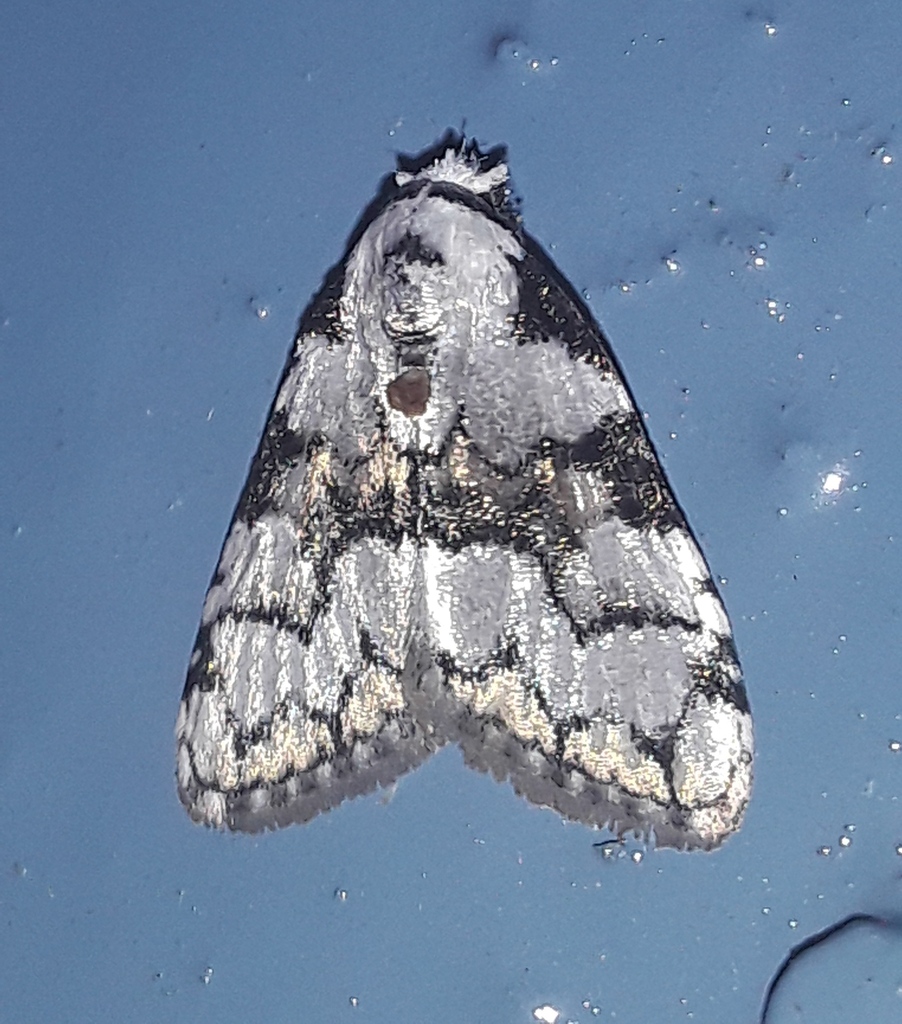 Meganola nitida
