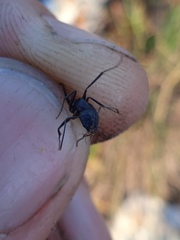 Camponotus vagus