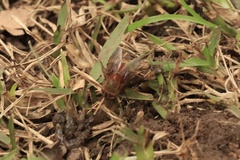 Calliphora ochracea