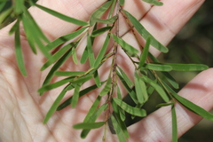 Denhamia cunninghamii