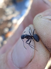 Camponotus vagus