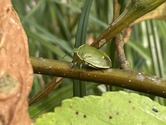Chlorochroa