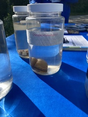 Cipangopaludina chinensis